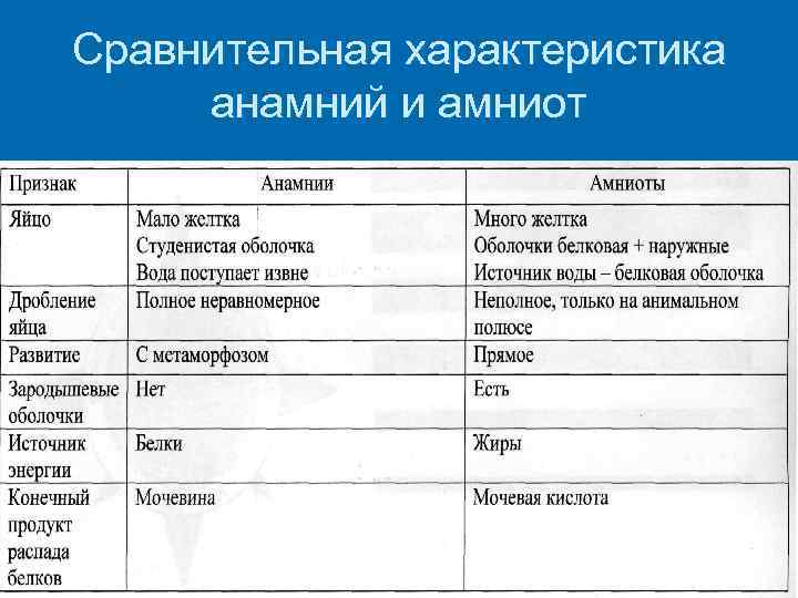 К какому таксону относятся раковые шейки. Анамнии и амниоты строение. Характеристика анамний и амниот. Сравнение анамний и амниот таблица. Анамнии зародышевые оболочки.