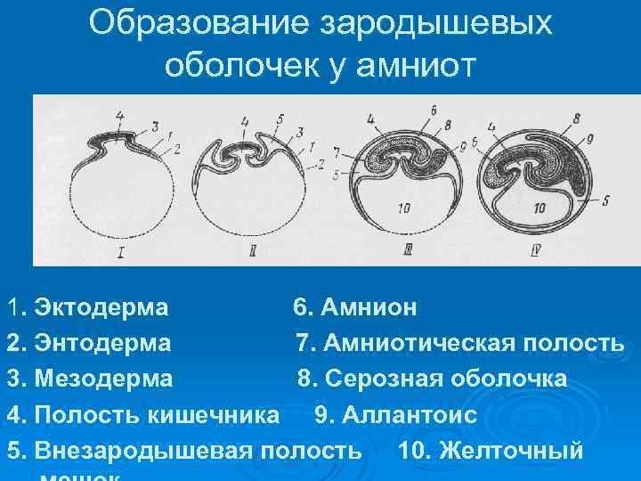 Ранний эмбриогенез человека внезародышевые органы