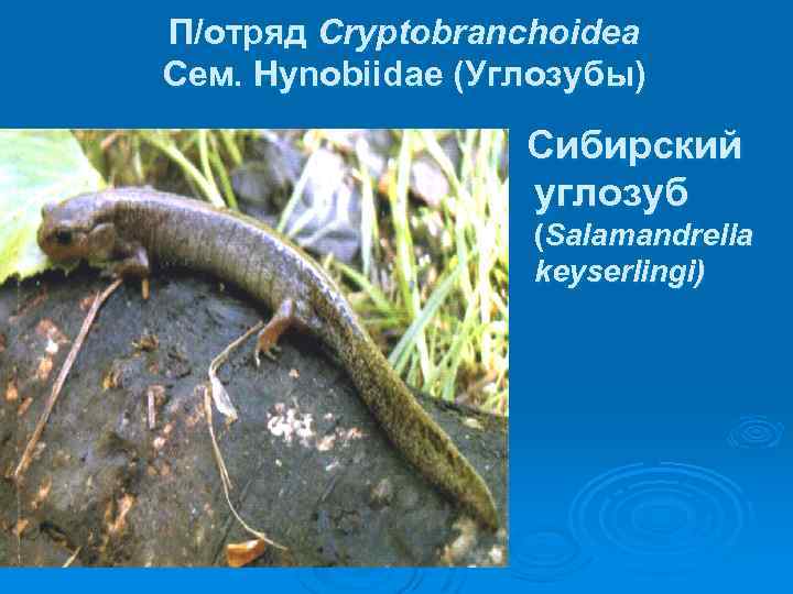 П/отряд Cryptobranchoidea Сем. Hynobiidae (Углозубы) Сибирский углозуб (Salamandrella keyserlingi) 