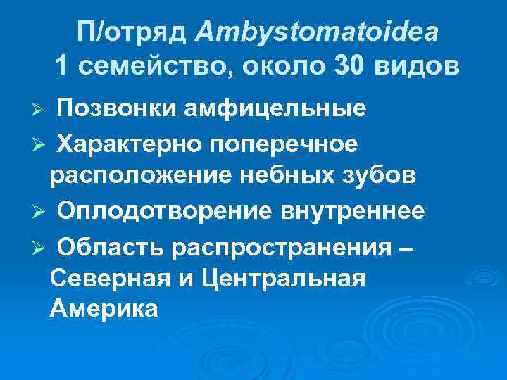 П/отряд Ambystomatoidea 1 семейство, около 30 видов Позвонки амфицельные Ø Характерно поперечное расположение небных