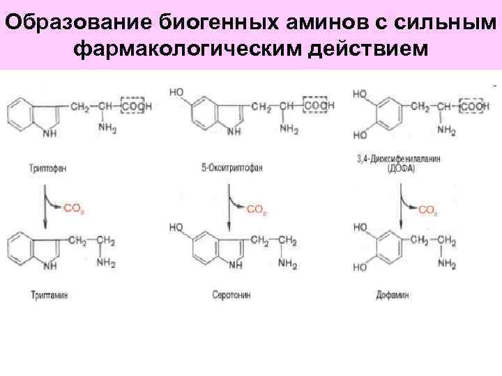 Биогенные амины это. Образование биогенных Аминов из аминокислот. Биогенные Амины триптофана. Декарбоксилирование аминокислот образование биогенных Аминов. Биогенные Амины биохимия.