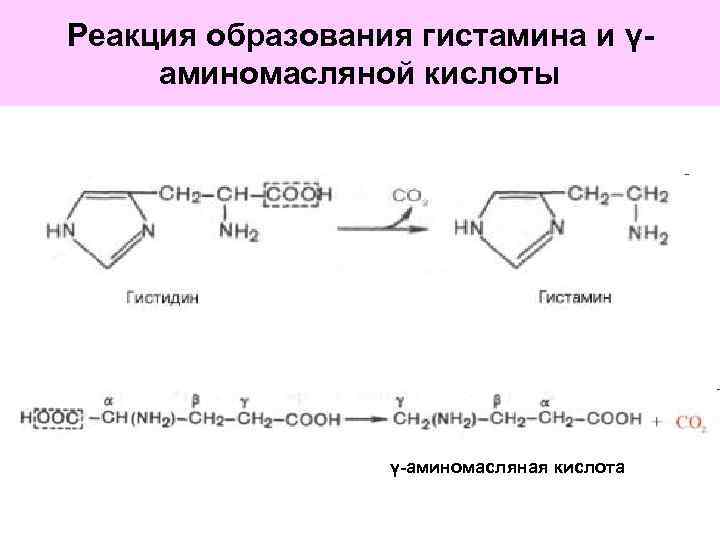 Реакция образования. Реакция образования гистамина. Реакция синтеза гистамина. Гистидин Синтез гистамина. Гамма аминомасляная кислота реакция образования.