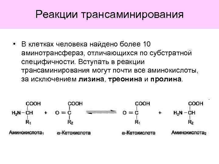 Реакции трансаминирования • В клетках человека найдено более 10 аминотрансфераз, отличающихся по субстратной специфичности.