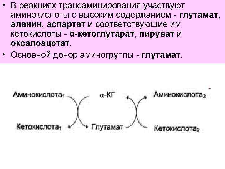  • В реакциях трансаминирования участвуют аминокислоты с высоким содержанием - глутамат, аланин, аспартат