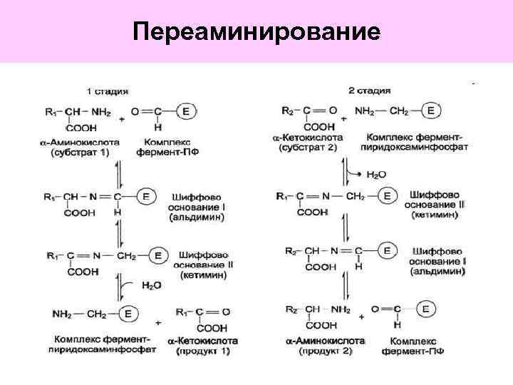 Аминокислоты поурочный план