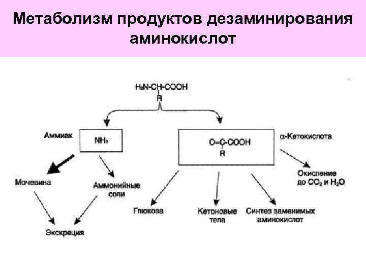 Метаболизм продуктов дезаминирования аминокислот 