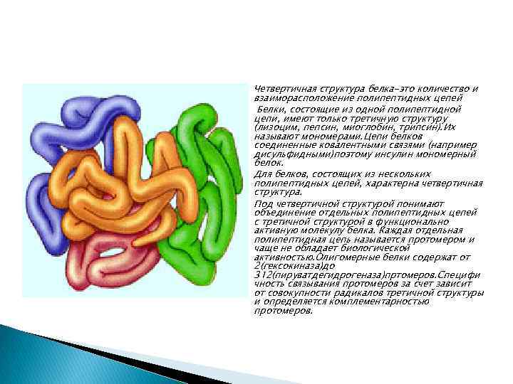 4 четвертичная структура белка