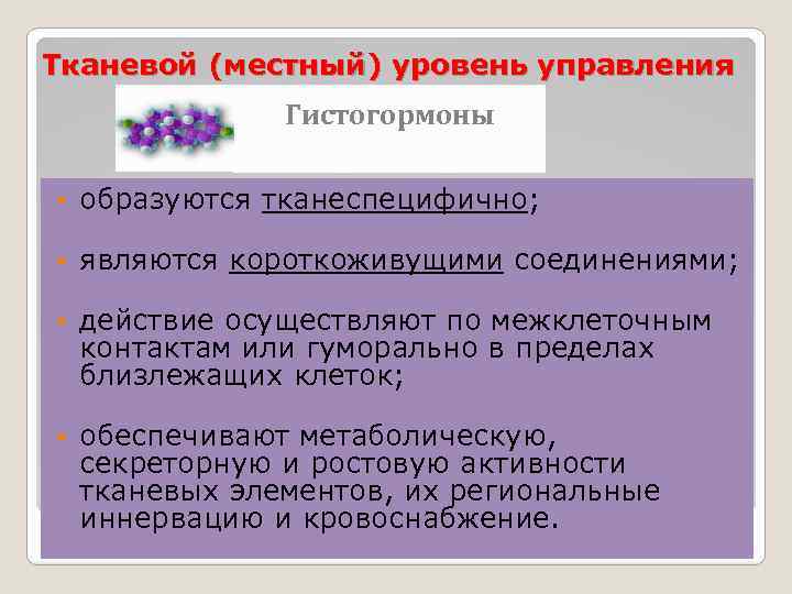 Тканевой (местный) уровень управления Гистогормоны § образуются тканеспецифично; § являются короткоживущими соединениями; § действие