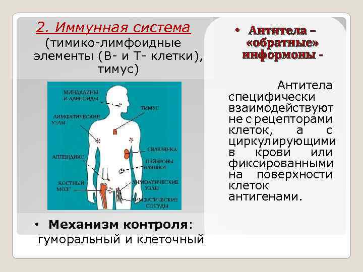 Характеристика внутренней секреции