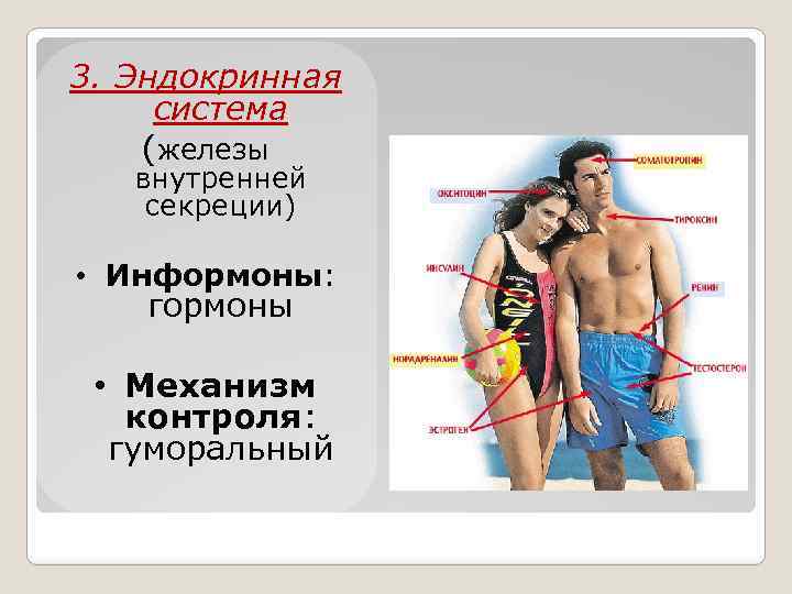 3. Эндокринная система (железы внутренней секреции) • Информоны: гормоны • Механизм контроля: гуморальный 