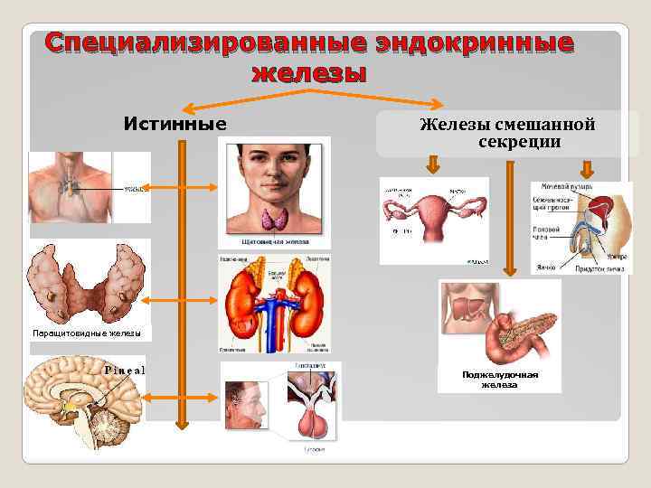 Рисунки эндокринных желез