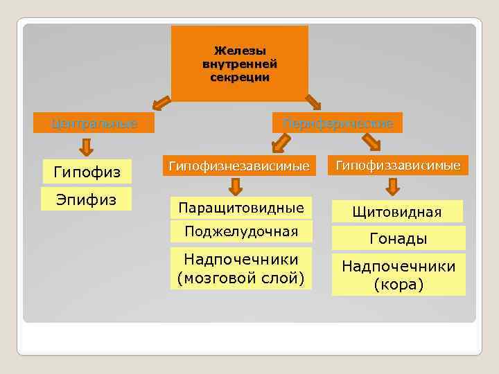 Железы внутренней секреции эпифиз