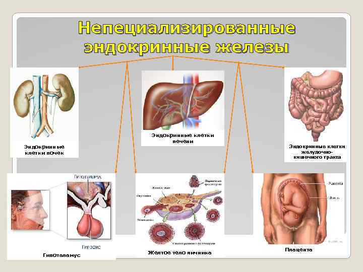 Непециализированные эндокринные железы Эндокринные клетки почек Гипоталамус Эндокринные клетки печени Желтое тело яичника Эндокринные