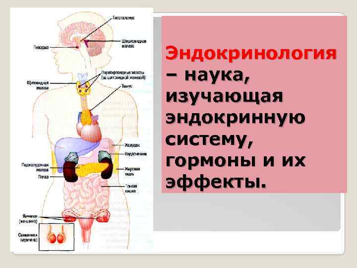 Где Можно Купить Эндокринный Сбор В Новосибирске