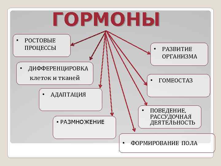 ГОРМОНЫ • РОСТОВЫЕ ПРОЦЕССЫ • РАЗВИТИЕ ОРГАНИЗМА • ДИФФЕРЕНЦИРОВКА клеток и тканей • ГОМЕОСТАЗ