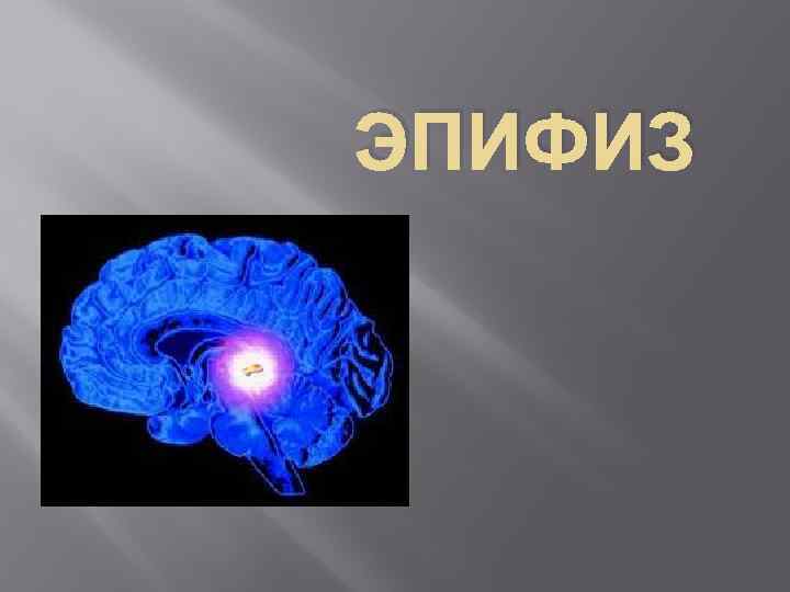 Эпифиз. Шишковидная железа в 3 д. Эпифиз презентация. Эпифиз 3д. Шишковидную железу (эпифиз) 3д.