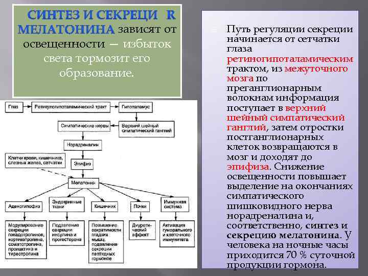  зависят от освещенности — избыток света тормозит его образование. Путь регуляции секреции начинается