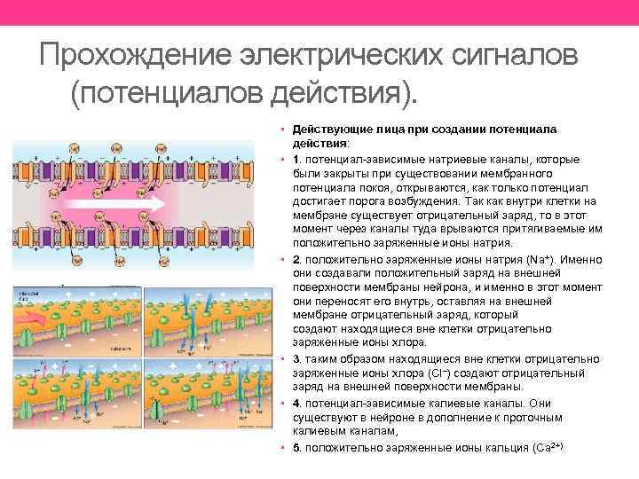 Прохождение электрических сигналов (потенциалов действия). • Действующие лица при создании потенциала • • •