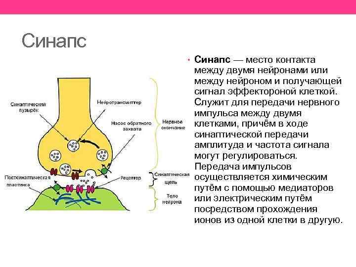 Синапс • Синапс — место контакта между двумя нейронами или между нейроном и получающей