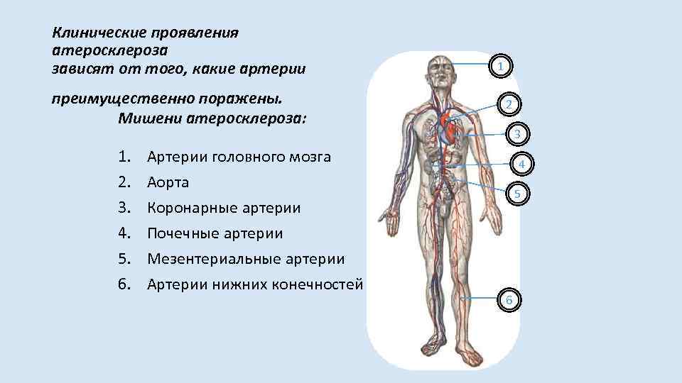 Клинические проявления атеросклероза зависят от того, какие артерии преимущественно поражены. Мишени атеросклероза: 1. 2.