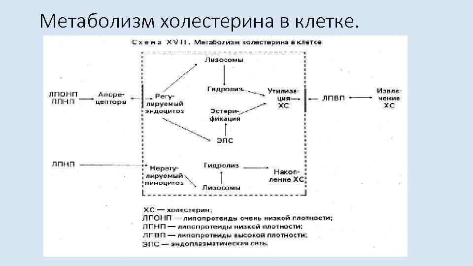 Метаболизм холестерина в клетке. 