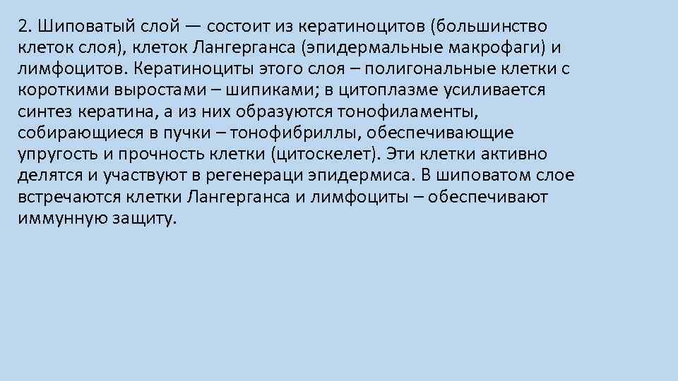 2. Шиповатый слой — состоит из кератиноцитов (большинство клеток слоя), клеток Лангерганса (эпидермальные макрофаги)