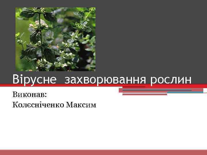 Вірусне захворювання рослин Виконав: Колєсніченко Максим 