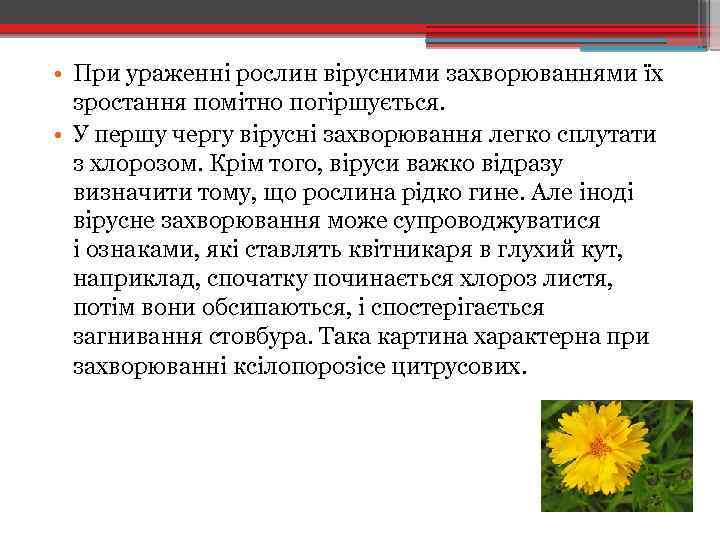  • При ураженні рослин вірусними захворюваннями їх зростання помітно погіршується. • У першу