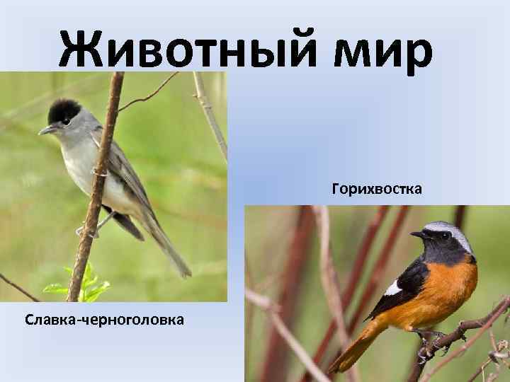 Животный мир Горихвостка Славка-черноголовка 