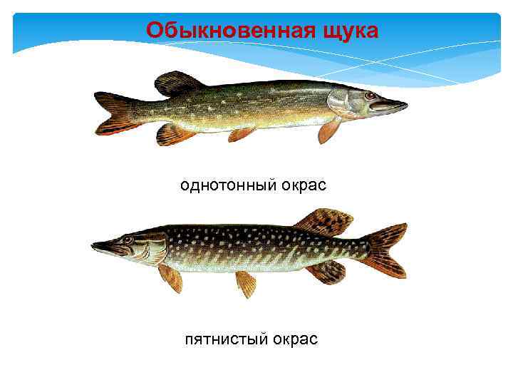 Обыкновенная щука однотонный окрас пятнистый окрас 