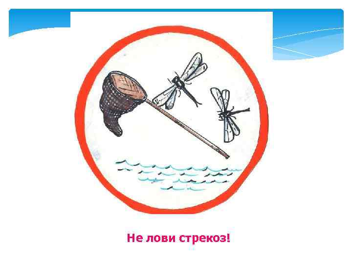Не лови стрекоз! 