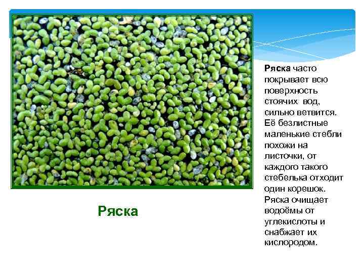 Трава стоячих водоемов 5 букв. Ряска это водоросль. Ряска маленькая. Ряска строение. Ряска сообщение 2 класс.