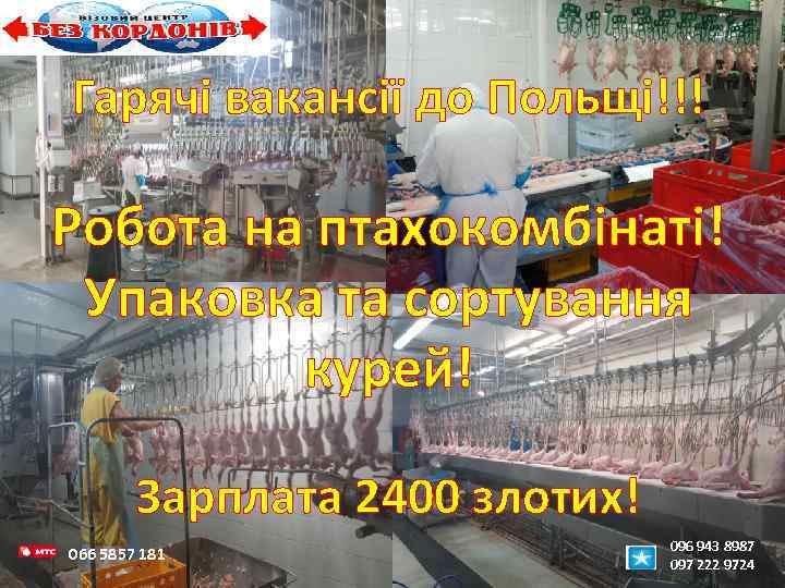 Гарячі вакансії до Польщі!!! Робота на птахокомбінаті! Упаковка та сортування курей! Зарплата 2400 злотих!