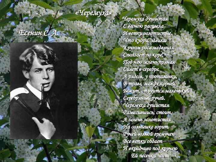Стих про весну поэтов классиков