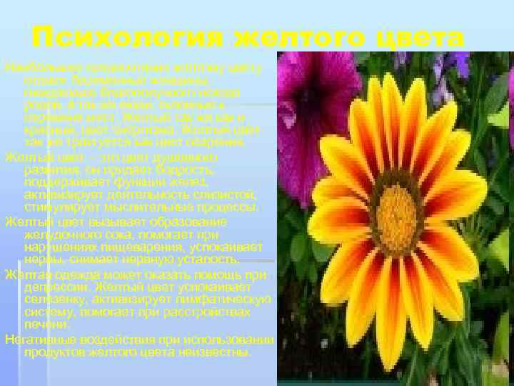 Психология желтого цвета Наибольшее предпочтение желтому цвету отдают беременные женщины, ожидающие благополучного исхода родов,