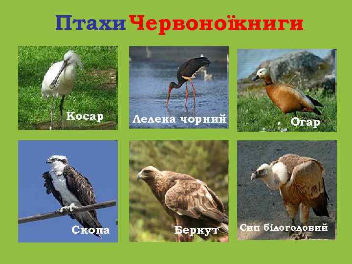 Птахи Червоноїкниги Косар Скопа Лелека чорний Беркут Огар Сип білоголовий 