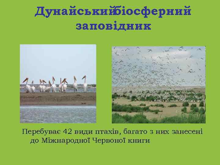 Дунайський біосферний заповідник Перебуває 42 види птахів, багато з них занесені до Міжнародної Червоної