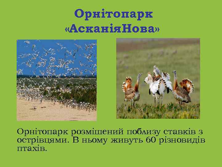 Орнітопарк «Асканія Нова» Орнітопарк розмішений поблизу ставків з острівцями. В ньому живуть 60 різновидів