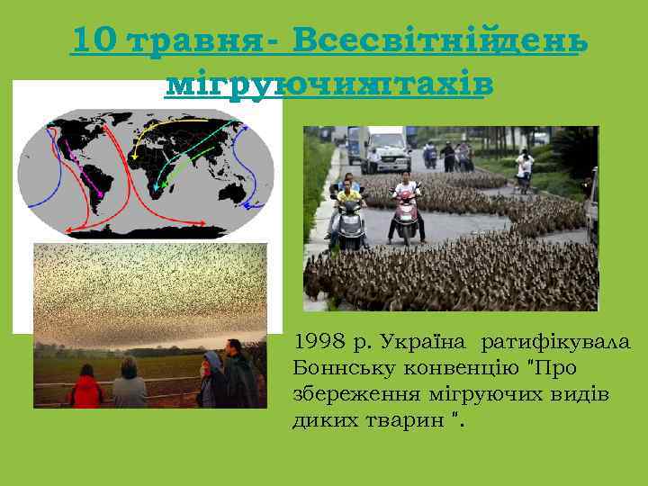 10 травня - Всесвітнійдень мігруючих птахів 1998 р. Україна ратифікувала Боннську конвенцію 