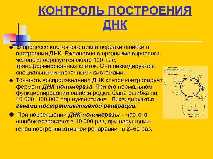 КОНТРОЛЬ ПОСТРОЕНИЯ ДНК В процессе клеточного цикла нередки ошибки в построении ДНК. Ежедневно в