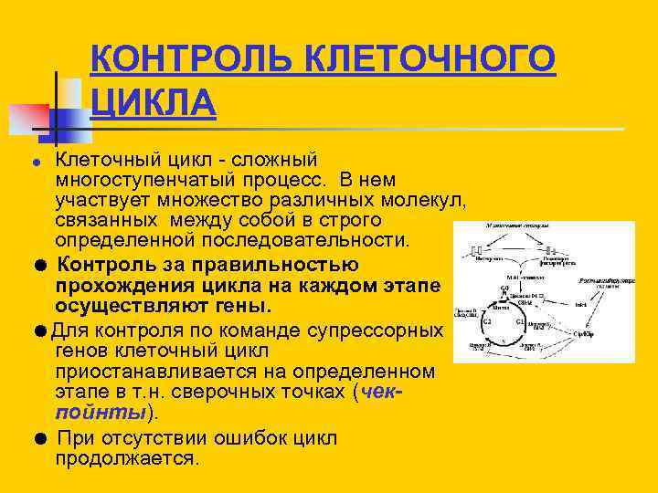 КОНТРОЛЬ КЛЕТОЧНОГО ЦИКЛА Клеточный цикл - сложный многоступенчатый процесс. В нем участвует множество различных