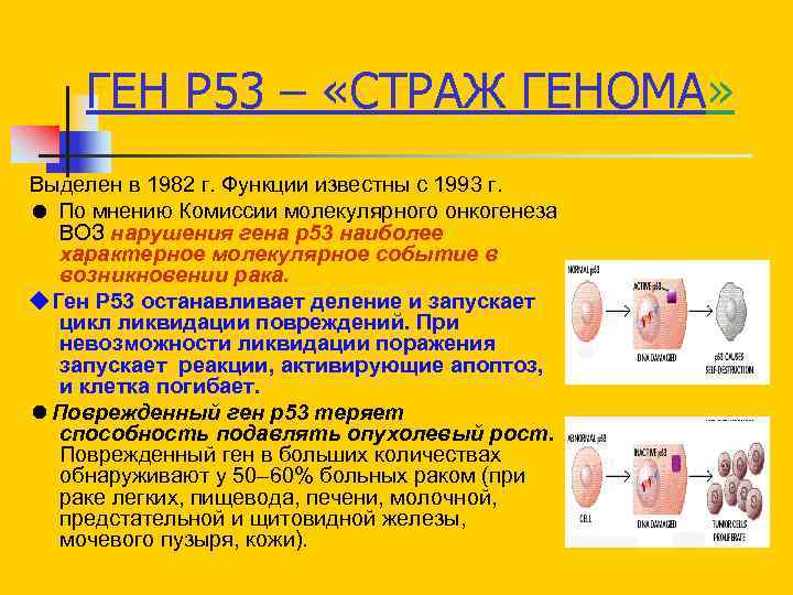 ГЕН Р 53 – «СТРАЖ ГЕНОМА» Выделен в 1982 г. Функции известны с 1993