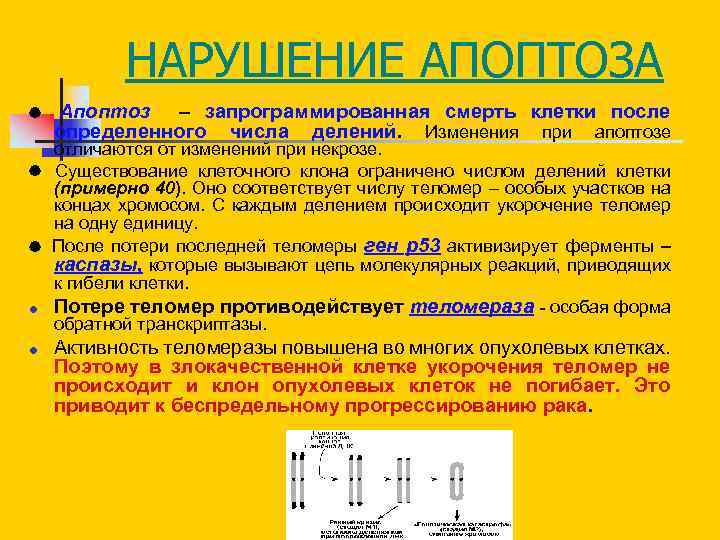 НАРУШЕНИЕ АПОПТОЗА Апоптоз – запрограммированная смерть клетки после определенного числа делений. Изменения при апоптозе