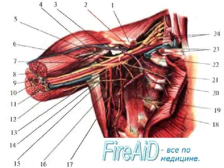 Подключичная артерия топография