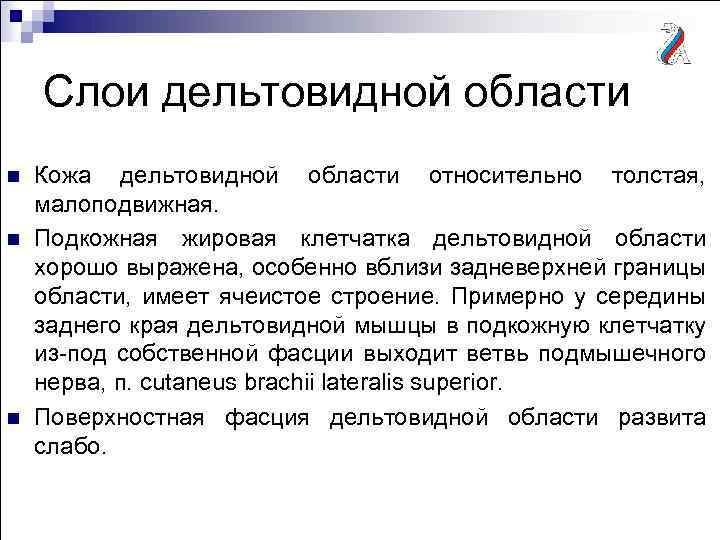Слои дельтовидной области n n n Кожа дельтовидной области относительно толстая, малоподвижная. Подкожная жировая