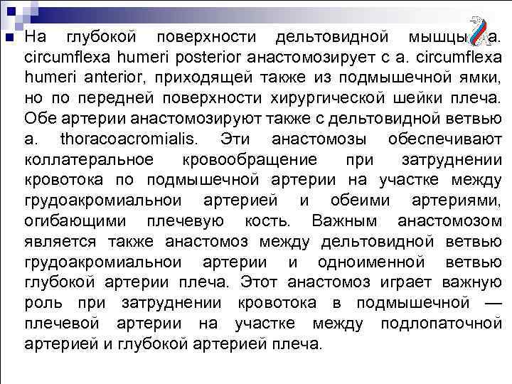 n На глубокой поверхности дельтовидной мышцы a. circumflexa humeri posterior анастомозирует с a. circumflexa