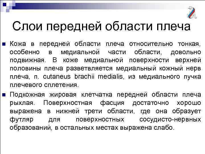 Слои передней области плеча n n Кожа в передней области плеча относительно тонкая, особенно