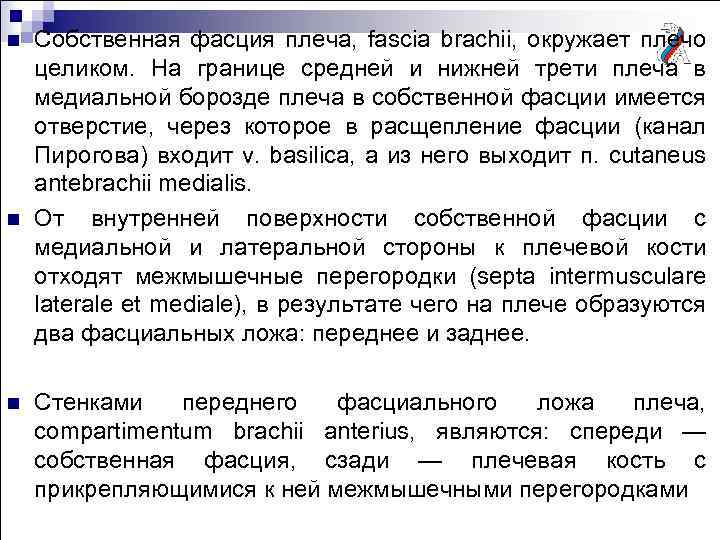 n n n Собственная фасция плеча, fascia brachii, окружает плечо целиком. На границе средней
