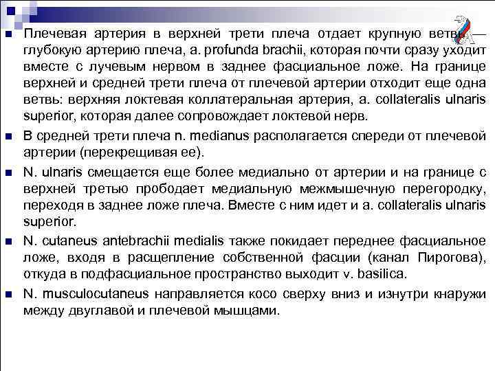n n n Плечевая артерия в верхней трети плеча отдает крупную ветвь — глубокую