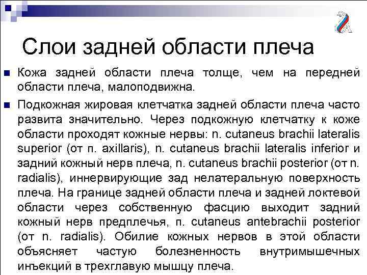 Слои задней области плеча n n Кожа задней области плеча толще, чем на передней